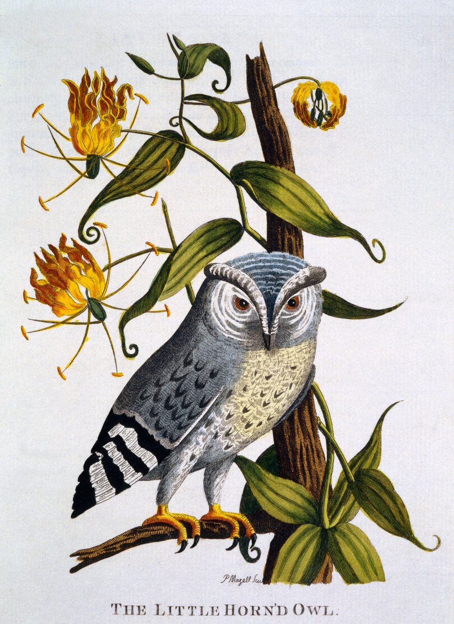 Little Horned Owl, fra 