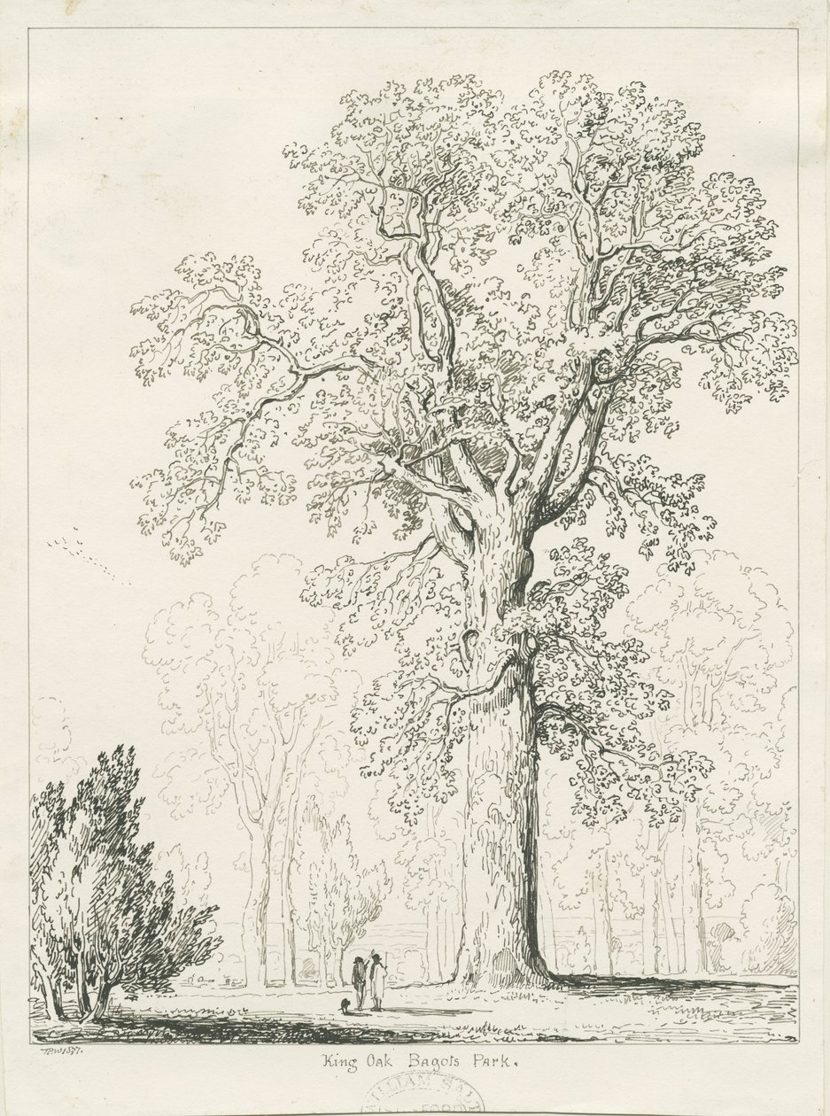 Blithfield - King Oak: penn- og blekktegning av Thomas Peploe Wood
