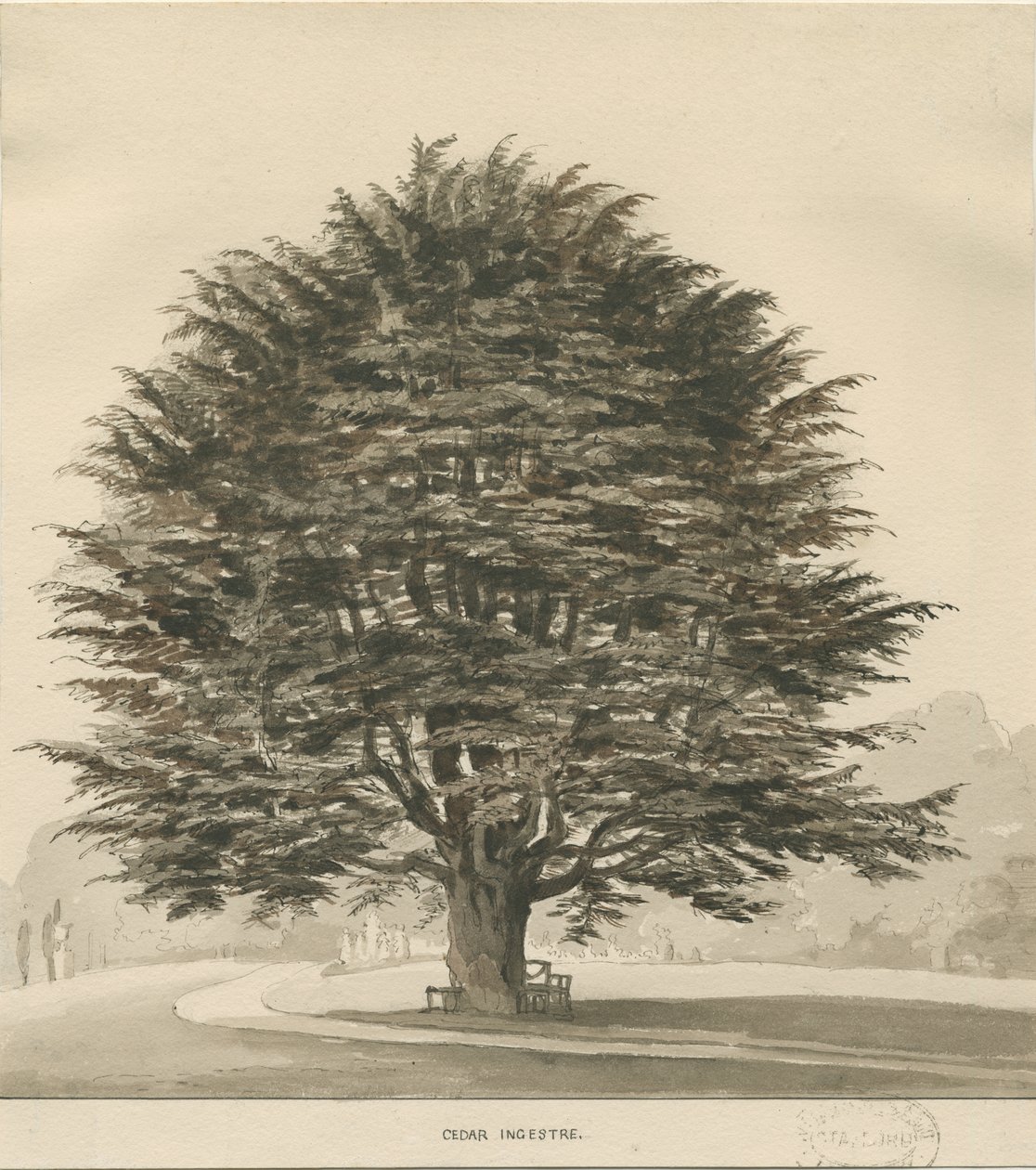 Ingestre - Cedar tree: sepia tegning, nd [?1838] av Thomas Peploe Wood