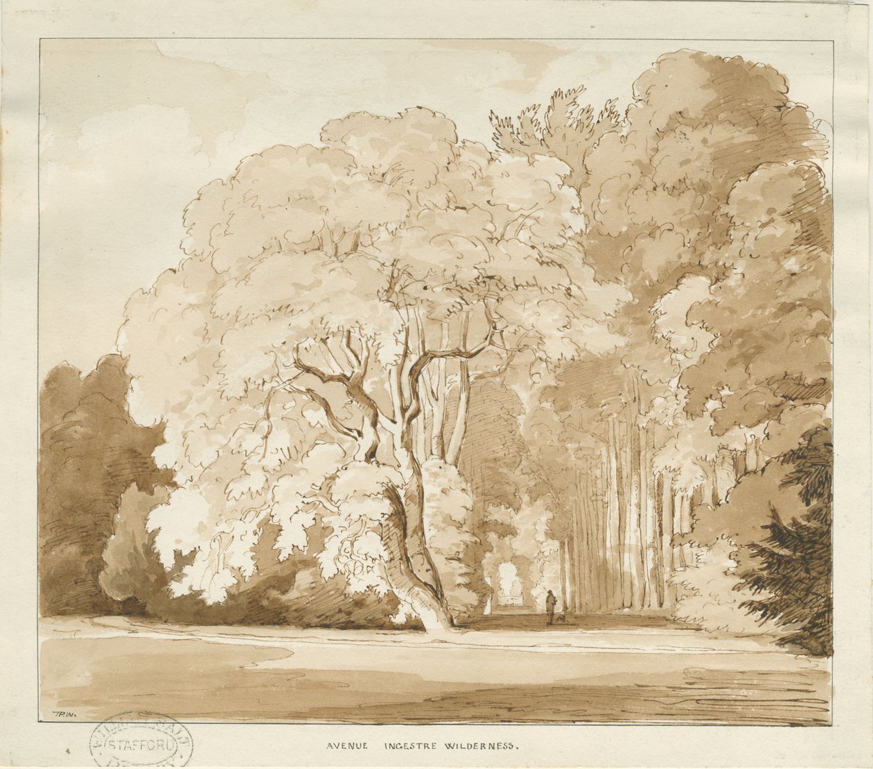 Ingestre - en studie av trær: sepia-tegning, nd [?1838] (tegning) av Thomas Peploe Wood