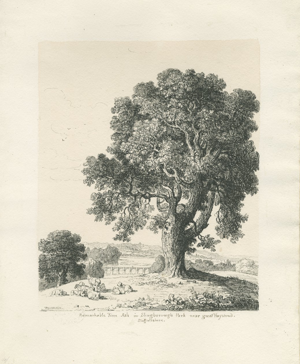 Shugborough Park - Ash Tree: penn- og blekktegning av Thomas Peploe Wood