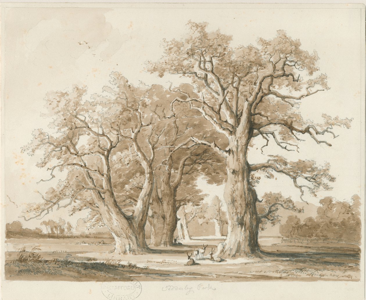Teddesley Hall - Oak Trees: blyant- og vasketegning, nd [november 1842] (tegning) av Thomas Peploe Wood