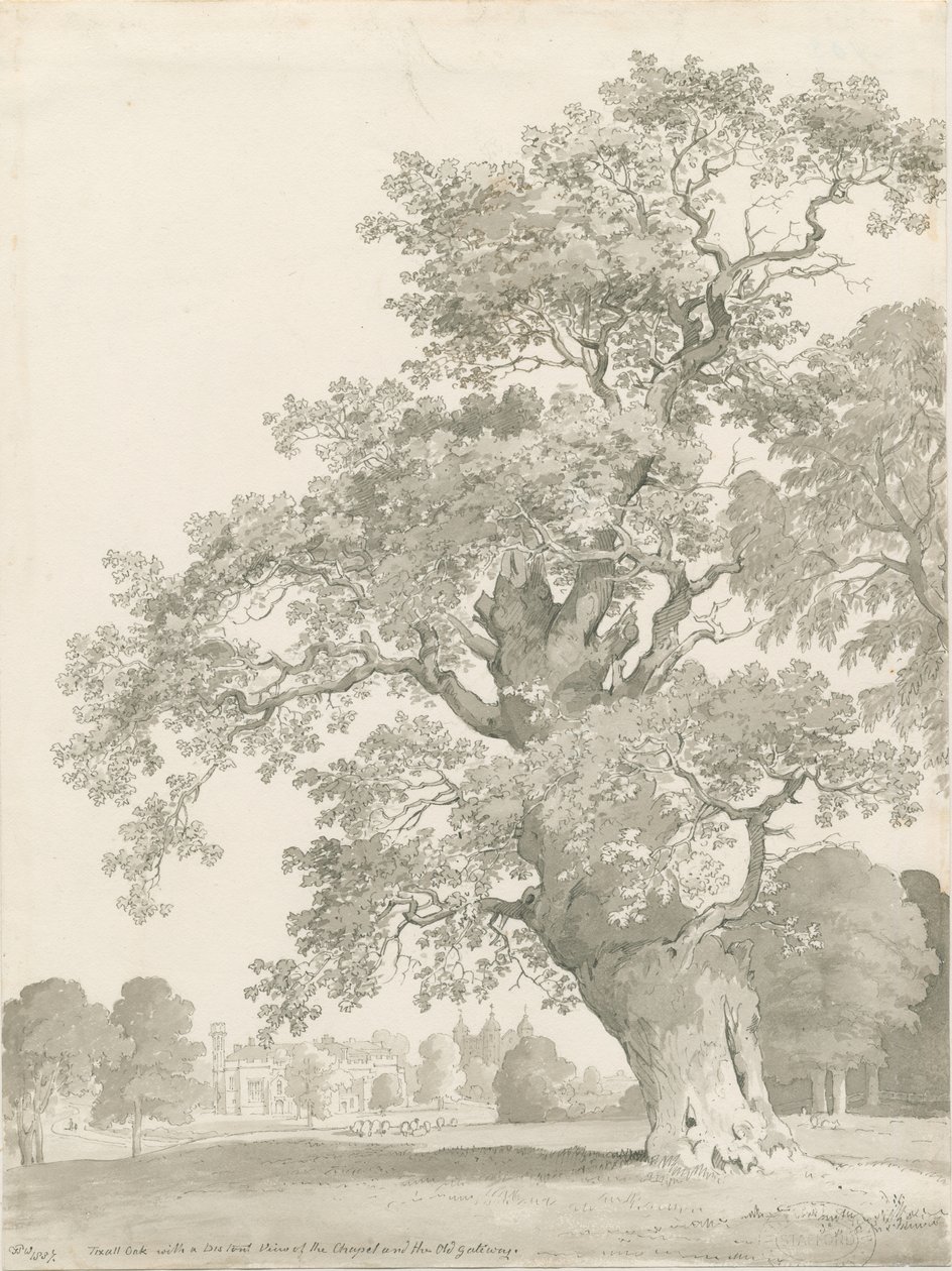 Tixall - Oak Tree: penn og vask tegning av Thomas Peploe Wood