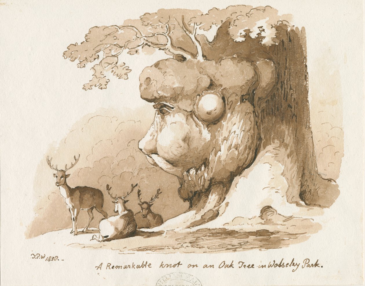 Wolseley Park - Knot on an Oak Tree: penn- og sepia-tegning av Thomas Peploe Wood