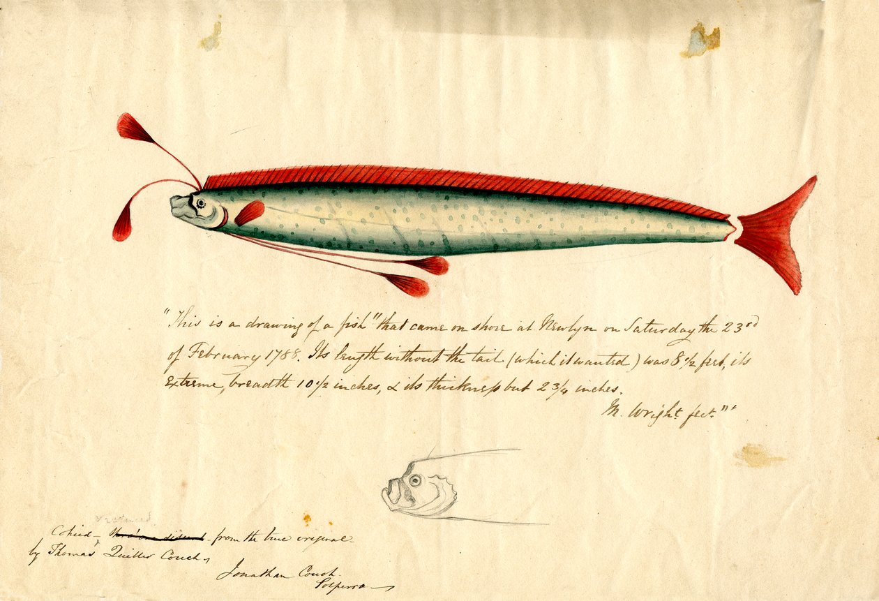 En akvarelltegning av Newlyn-årefisken (Regalecus glesne), ca. 1849 (blyant og akvarell på papir) av Thomas Quiller Couch