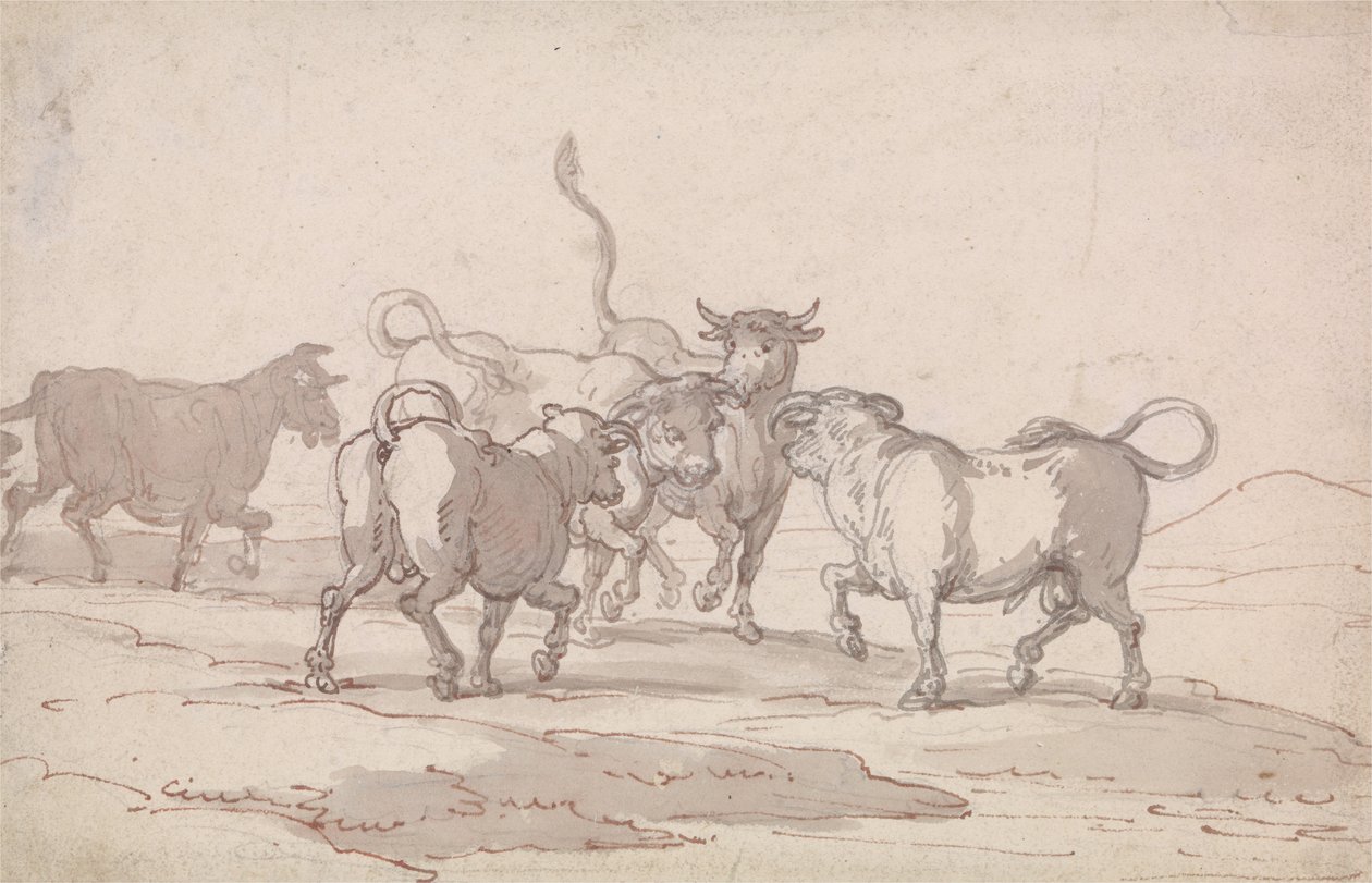 En gruppe på fem okser som er i ferd med å slåss av Thomas Rowlandson