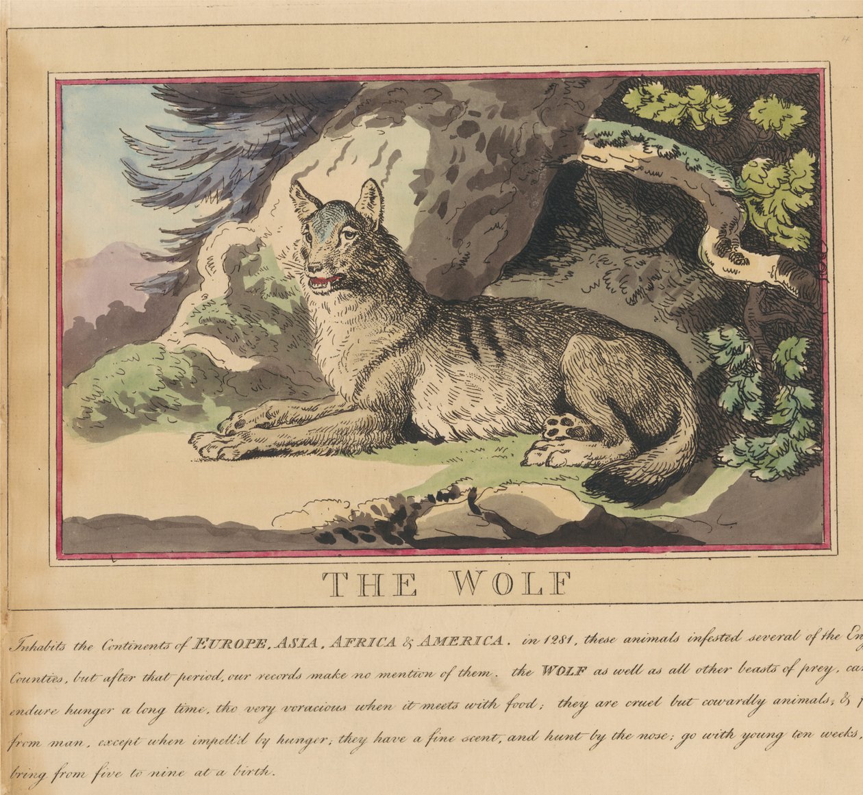 Sett med åtte bilder med tittelside. «Utenlandske og innenlandske dyr.»  5. Ulven av Thomas Rowlandson