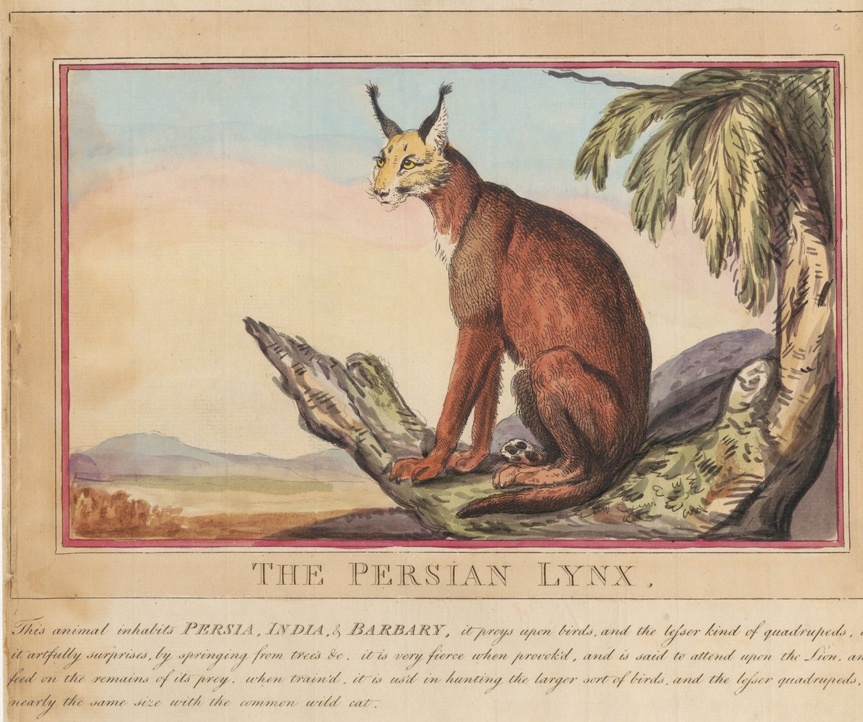 Sett med åtte bilder med tittelside. «Utenlandske og innfødte dyr.»  7.  Den persiske gaupen av Thomas Rowlandson