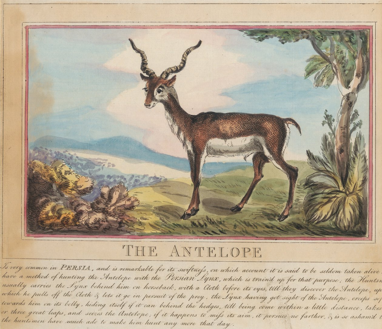 Sett med åtte bilder med tittelside. «Utenlandske og innenlandske dyr.» 8. Antilopen av Thomas Rowlandson