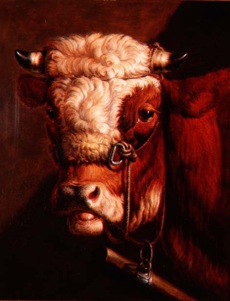 Portrett av et oksehode av Thomas Sidney (studio of) Cooper