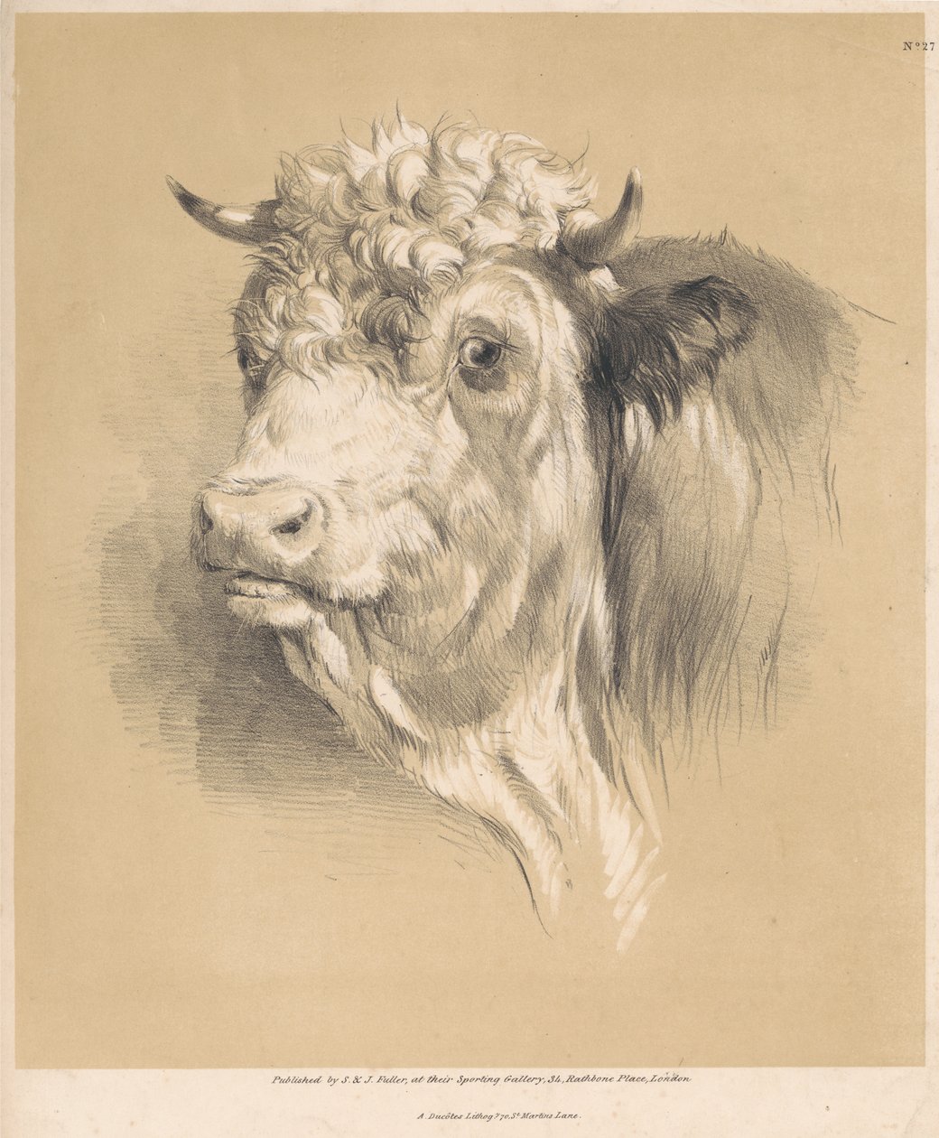 En ku, nr. 27 av Thomas Sidney Cooper