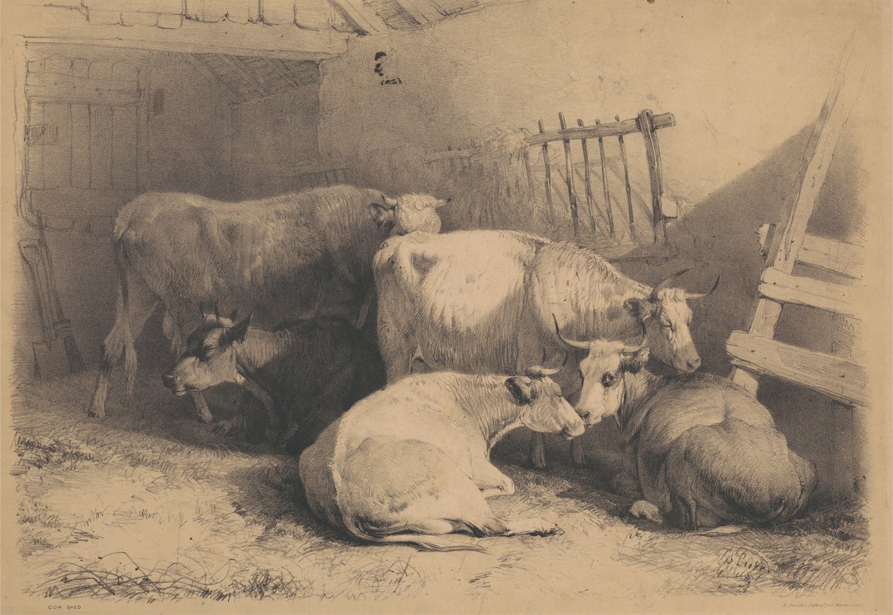 Kufjøs av Thomas Sidney Cooper