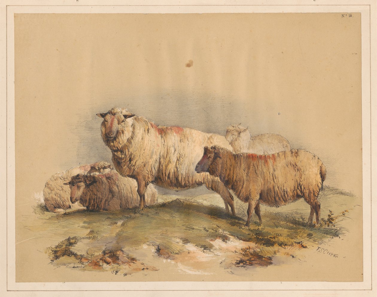 Sau, nr. 18 av Thomas Sidney Cooper
