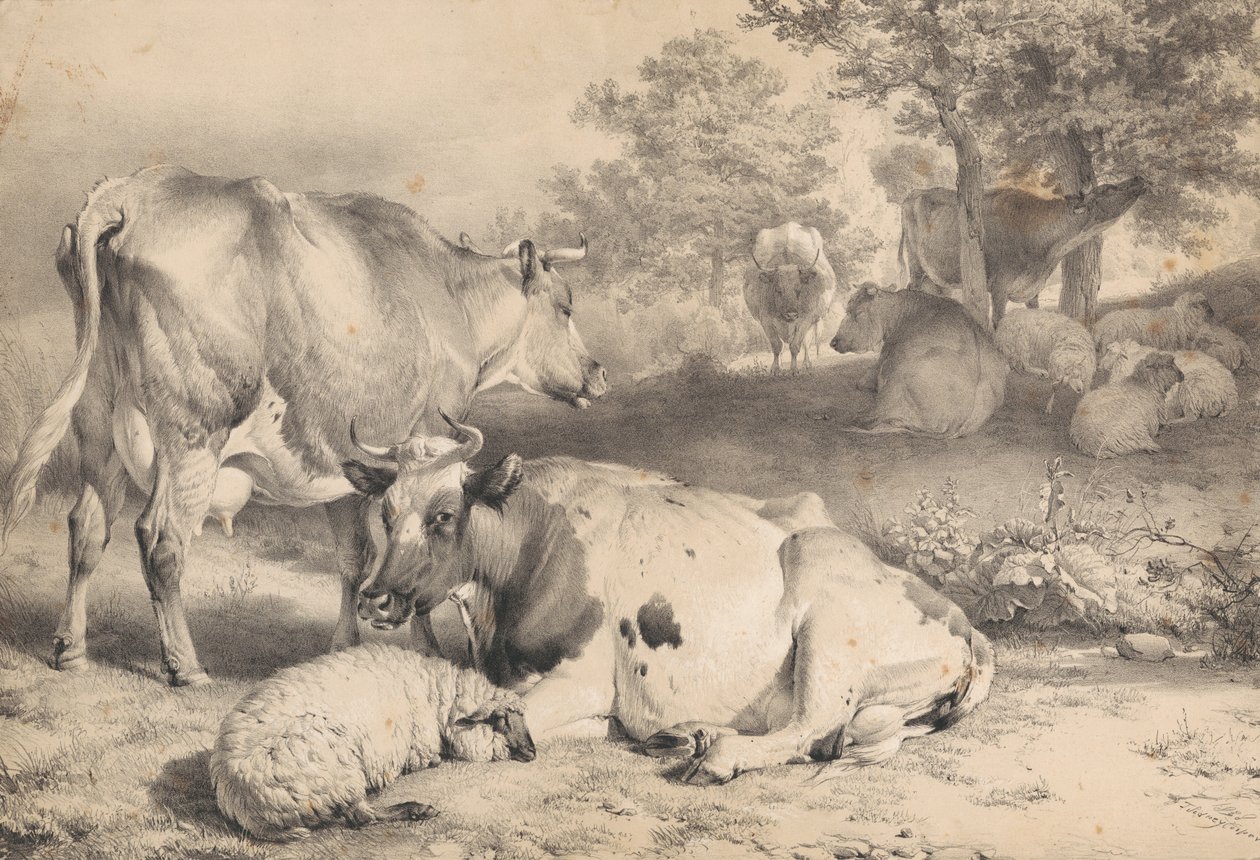 Sau og storfe av Thomas Sidney Cooper