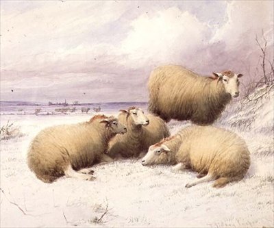 Sau i snøen (akvarell på papir) av Thomas Sidney Cooper