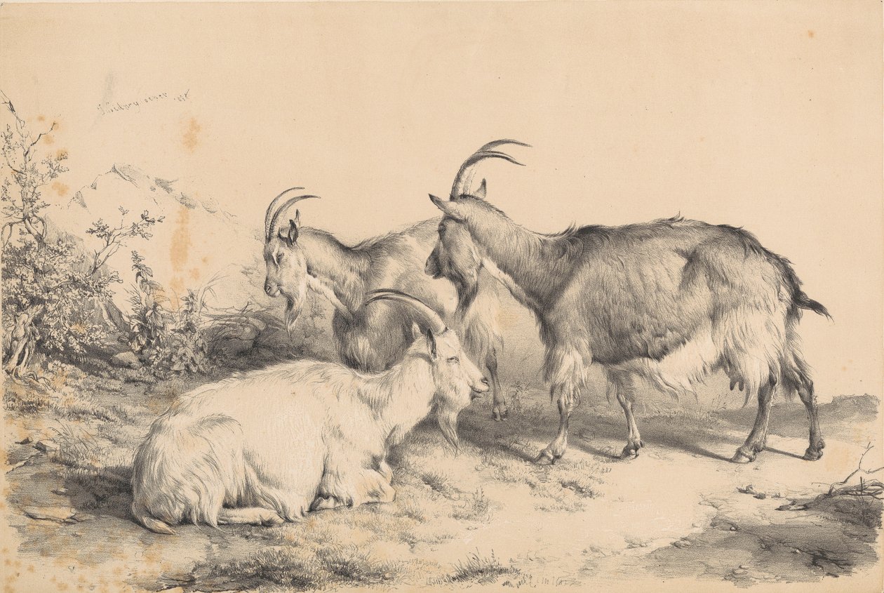 Tre geiter av Thomas Sidney Cooper