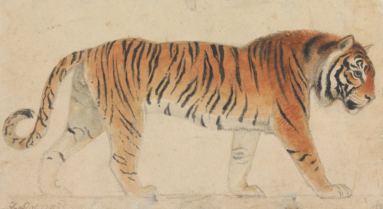 En tiger, i helfigur, i profil, gående mot høyre av Thomas Stothard