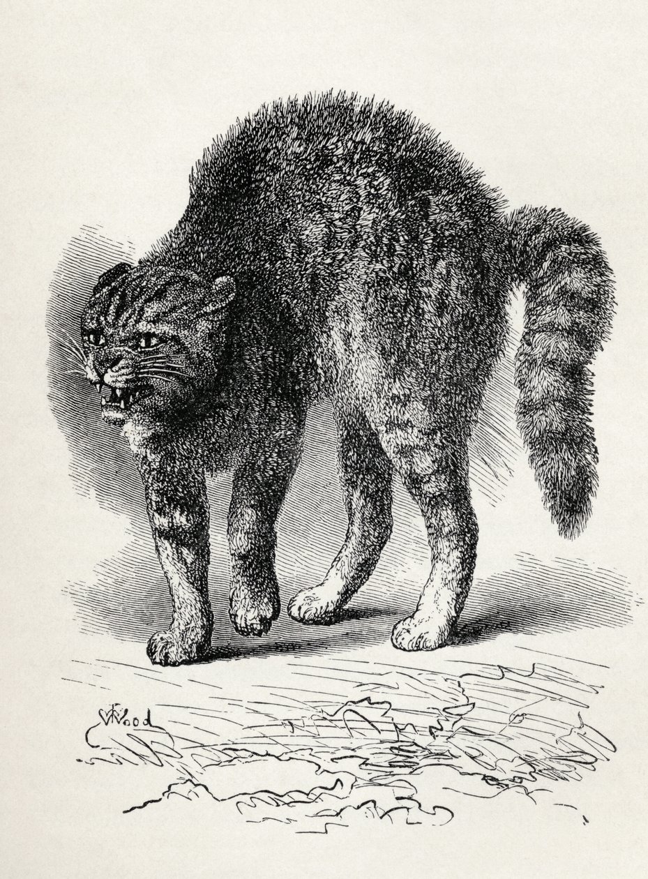 Katt skremt av en hund, fra Charles Darwins "The Expression of the Emotions in Man and Animals", 1872 (litho) av Thomas W. Wood