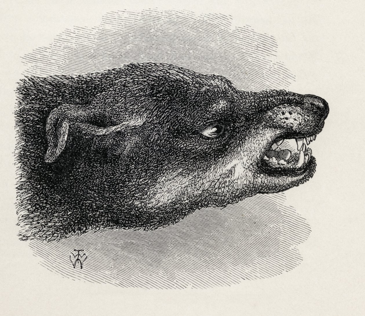 Hodet for snerrende hund, fra Charles Darwins 