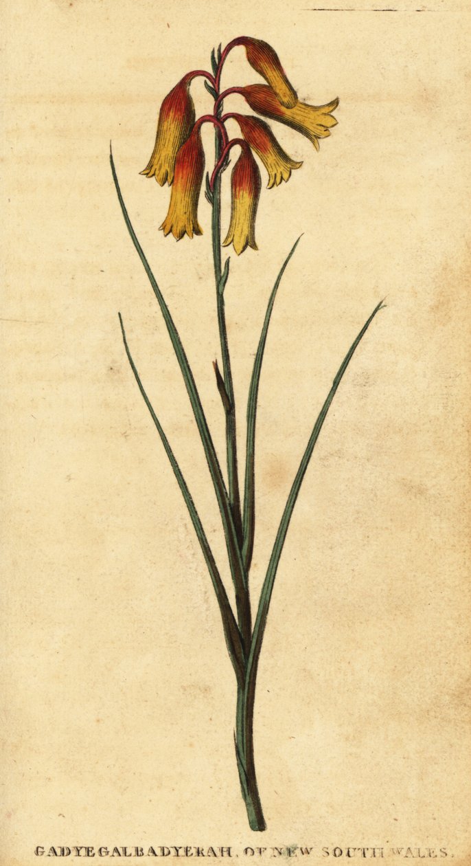 Juleklokker, Blandfordia nobilis., 1800 (gravering) av Thomas Watling