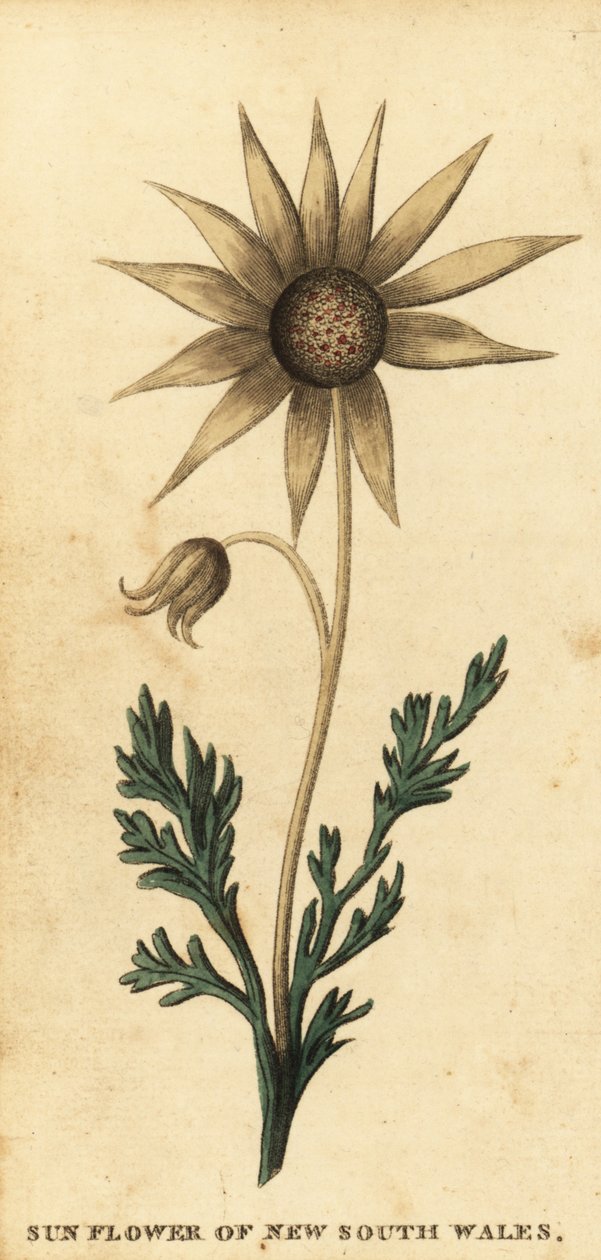 Flanellblomst, Actinotus helianthi. ,1800 (gravering) av Thomas Watling