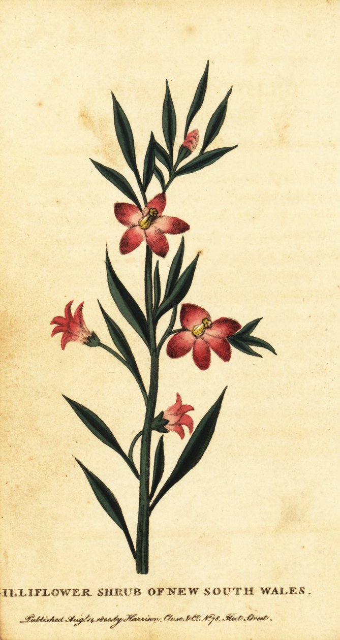 Gilliflower busk i New South Wales. ,1800 (gravering) av Thomas Watling