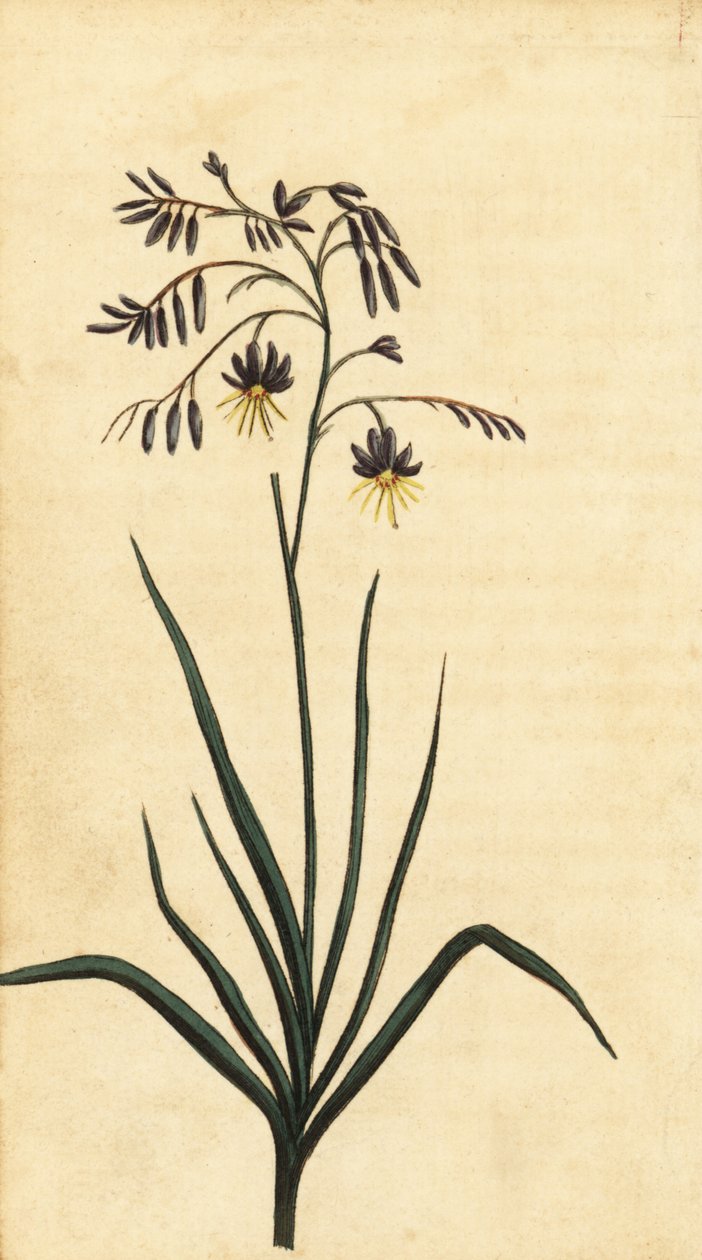 Steinblomst i New South Wales, Australia. ,1800 (gravering) av Thomas Watling