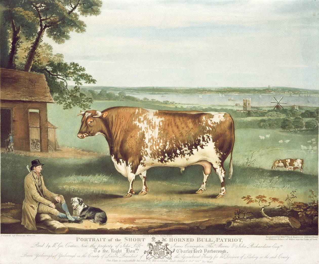 A Short Horned Bull, Patriot, gravert av William Ward, Shrewsbury, 1810 (fargegravering) av Thomas Weaver