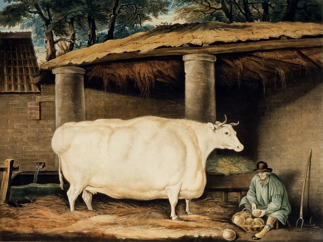 A Short Horned Heifer, gravert av William Ward, Dartington, 1811 (fargegravering) av Thomas Weaver