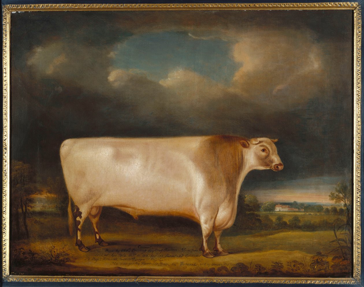 Komet, en lett brølende korthornokse i et landskap, 1811 av Thomas Weaver
