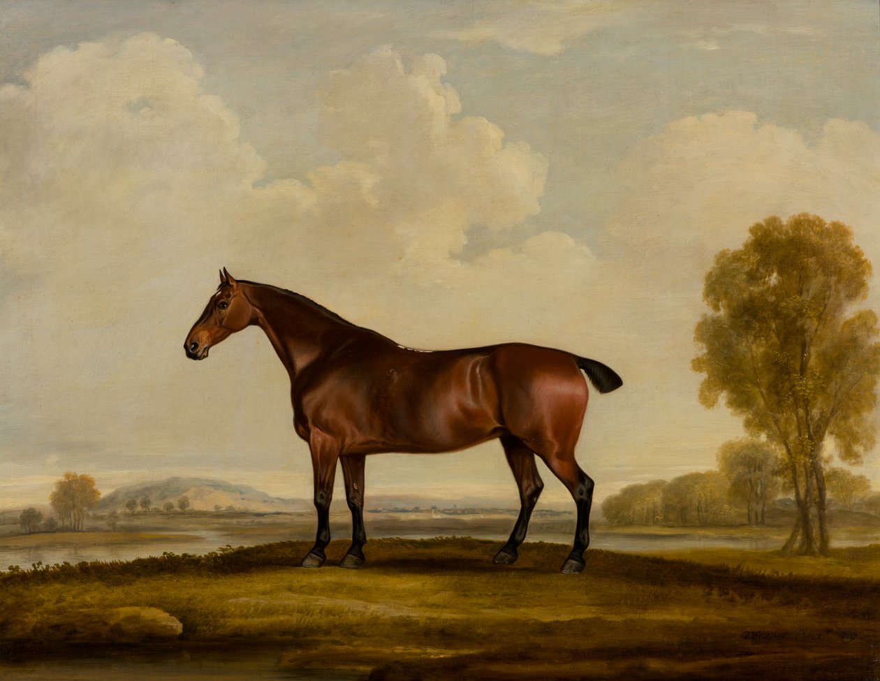 Georgiana: a Horse, ca. 1819 (olje på lerret) av Thomas Weaver