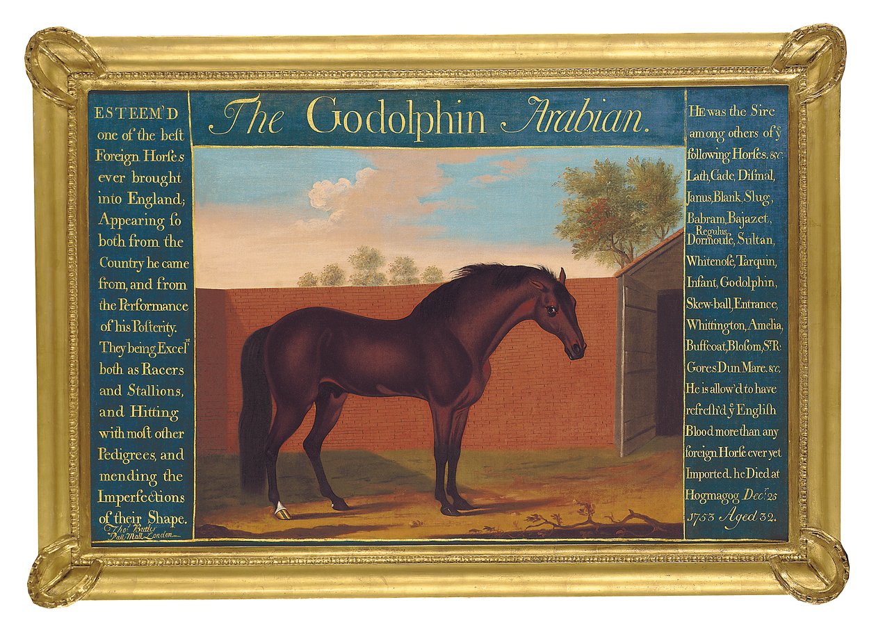The Godolphin Arabian (olje på lerret) av Thomas of Pall Mall Butler