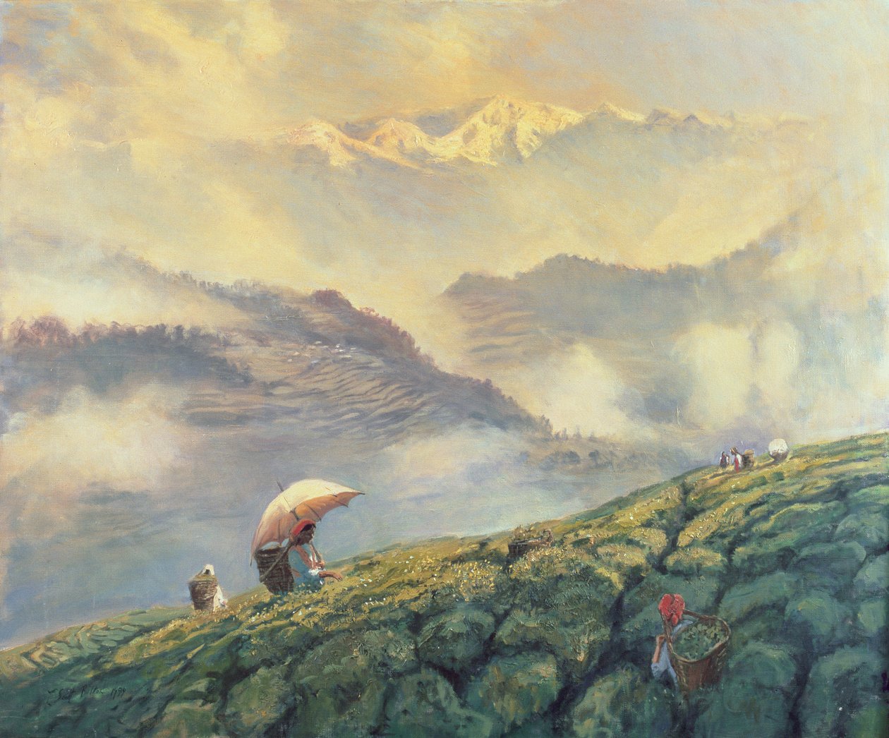 Teplukking, Darjeeling, India, 1999 av Tim Scott Bolton