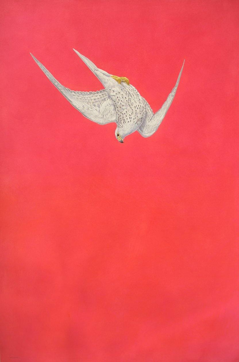 Rosa Swoop; Gyr Falcon av Tim Hayward