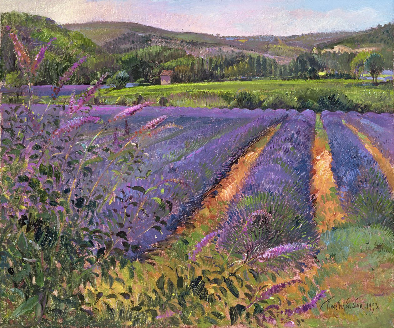 Buddleia and Lavender Field, Montclus, 1993 av Timothy Easton