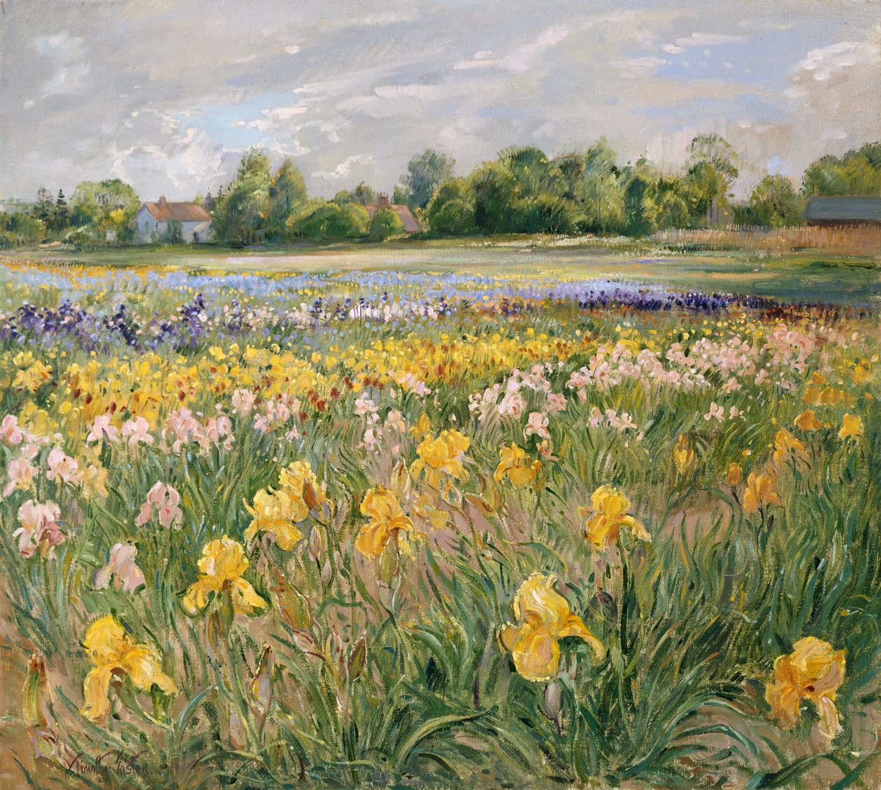Hytter og Iris Field av Timothy Easton
