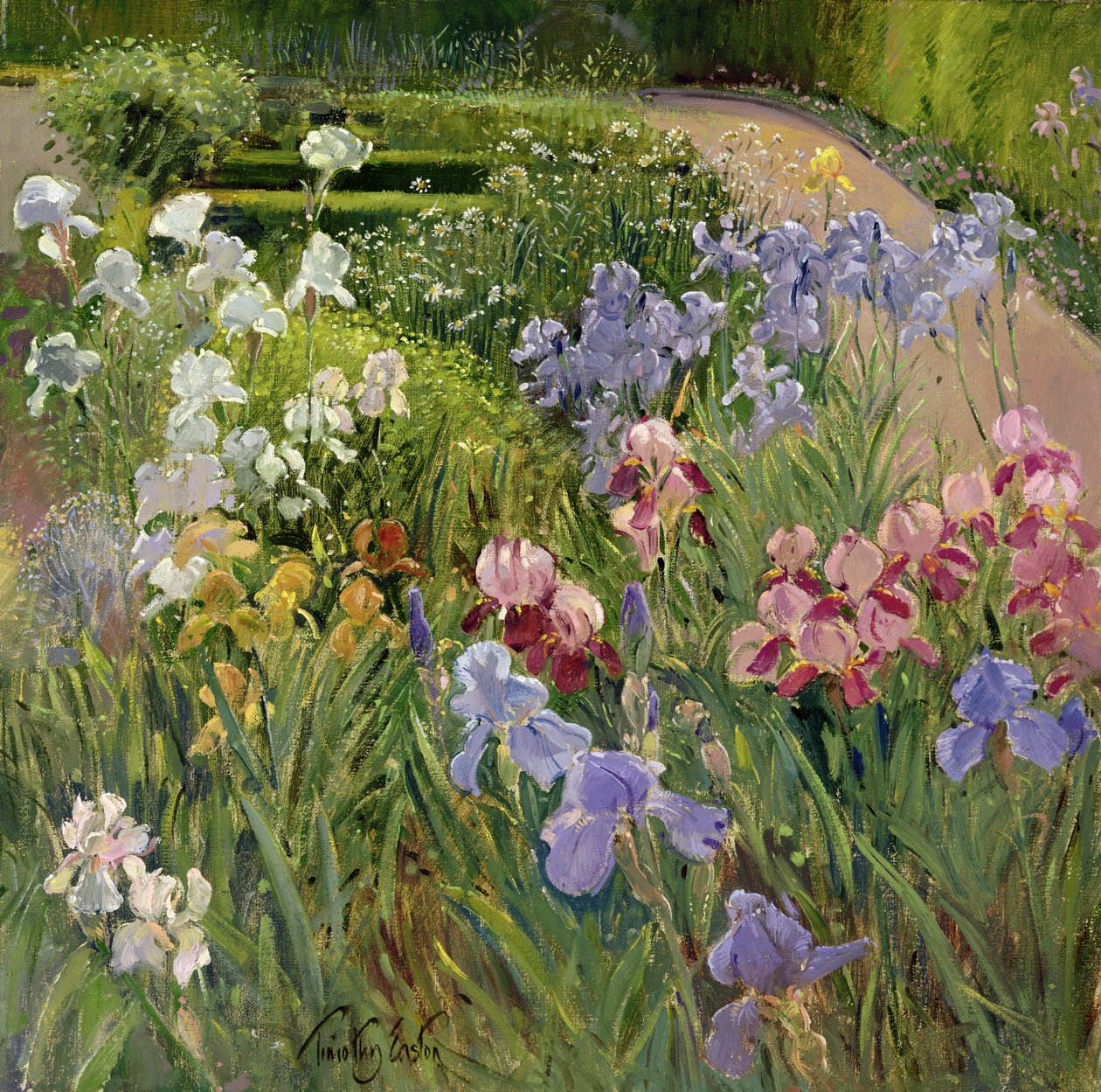 Iris på Bedfield av Timothy Easton