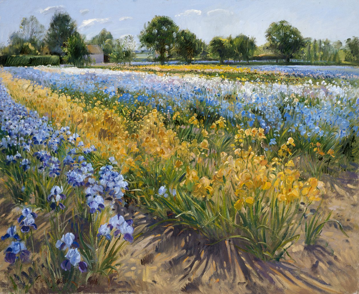 Irises at Burgate, 1996 av Timothy Easton