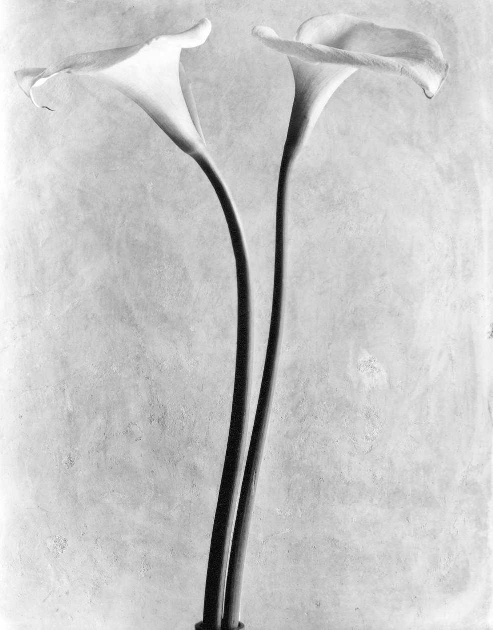 Calla Lilies, Mexico by, 1925 av Tina Modotti