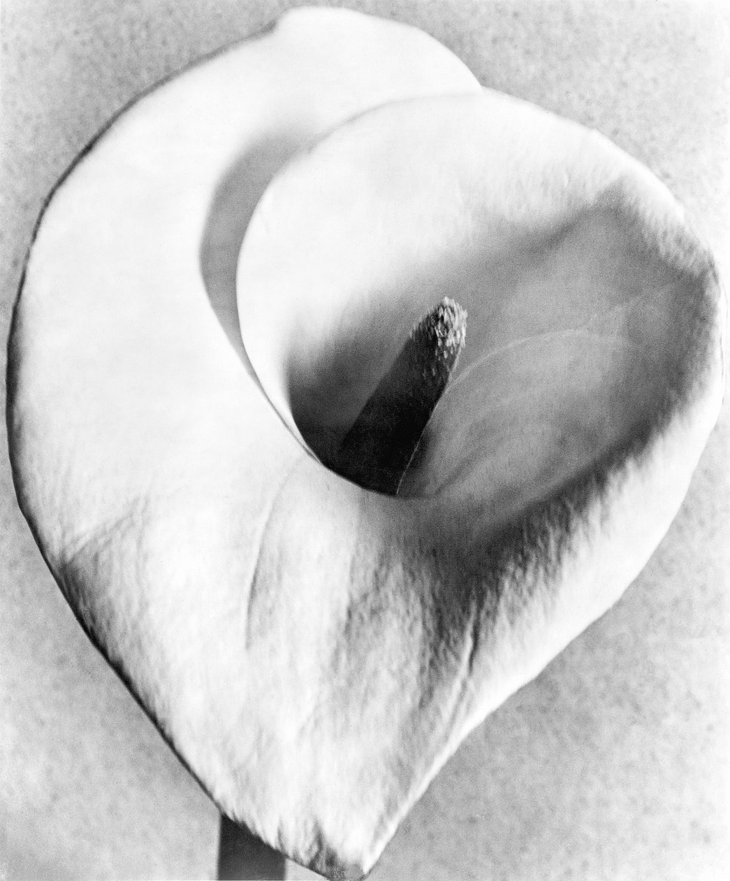 Calla Lily, Mexico by, 1925 av Tina Modotti