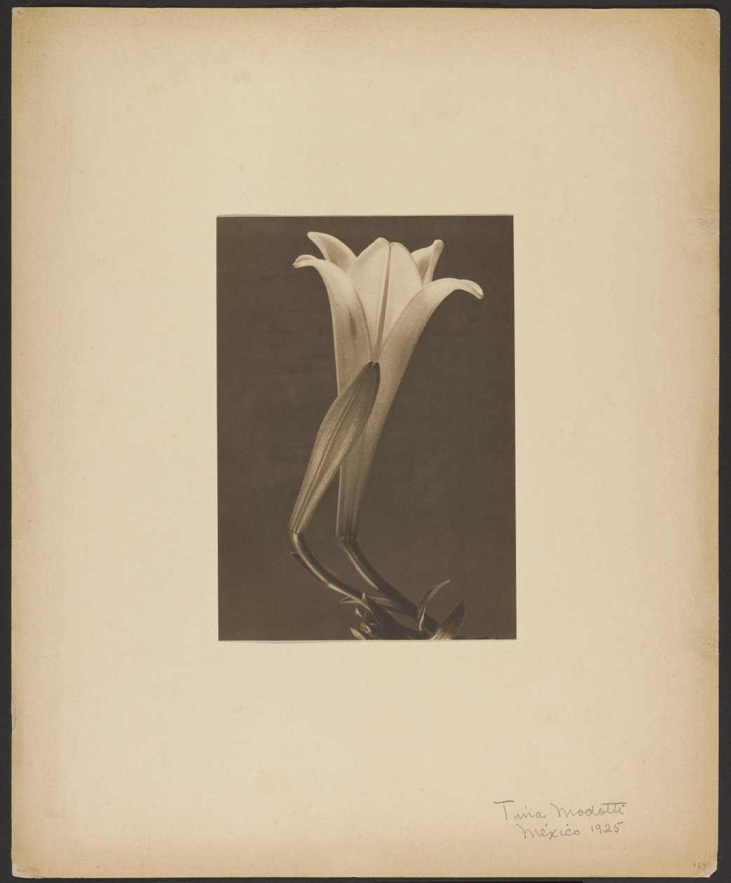  av Tina Modotti