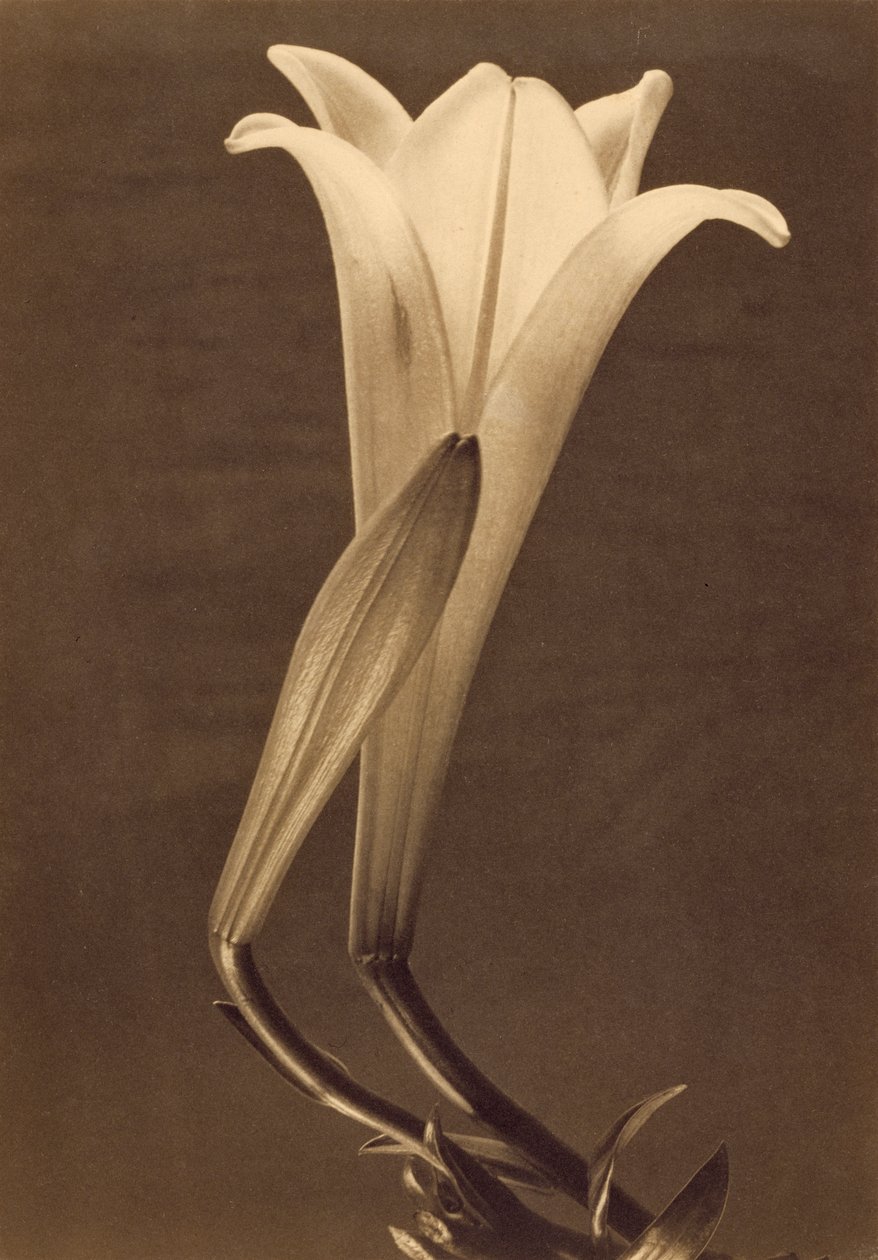 Platinatrykk av lilje av Tina Modotti av Tina Modotti