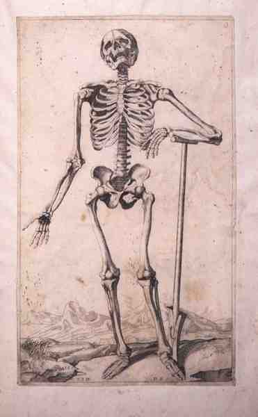 Anatomisk studie, av Domenico Maria Bonavera (f.1640) (etsing og tørrpunkt) av Titian (c.1488 1576) (after)