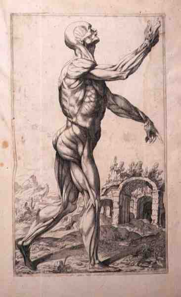 Anatomisk studie, av Domenico Maria Bonavera (f.1640) (etsing og tørrpunkt) av Titian (c.1488 1576) (after)