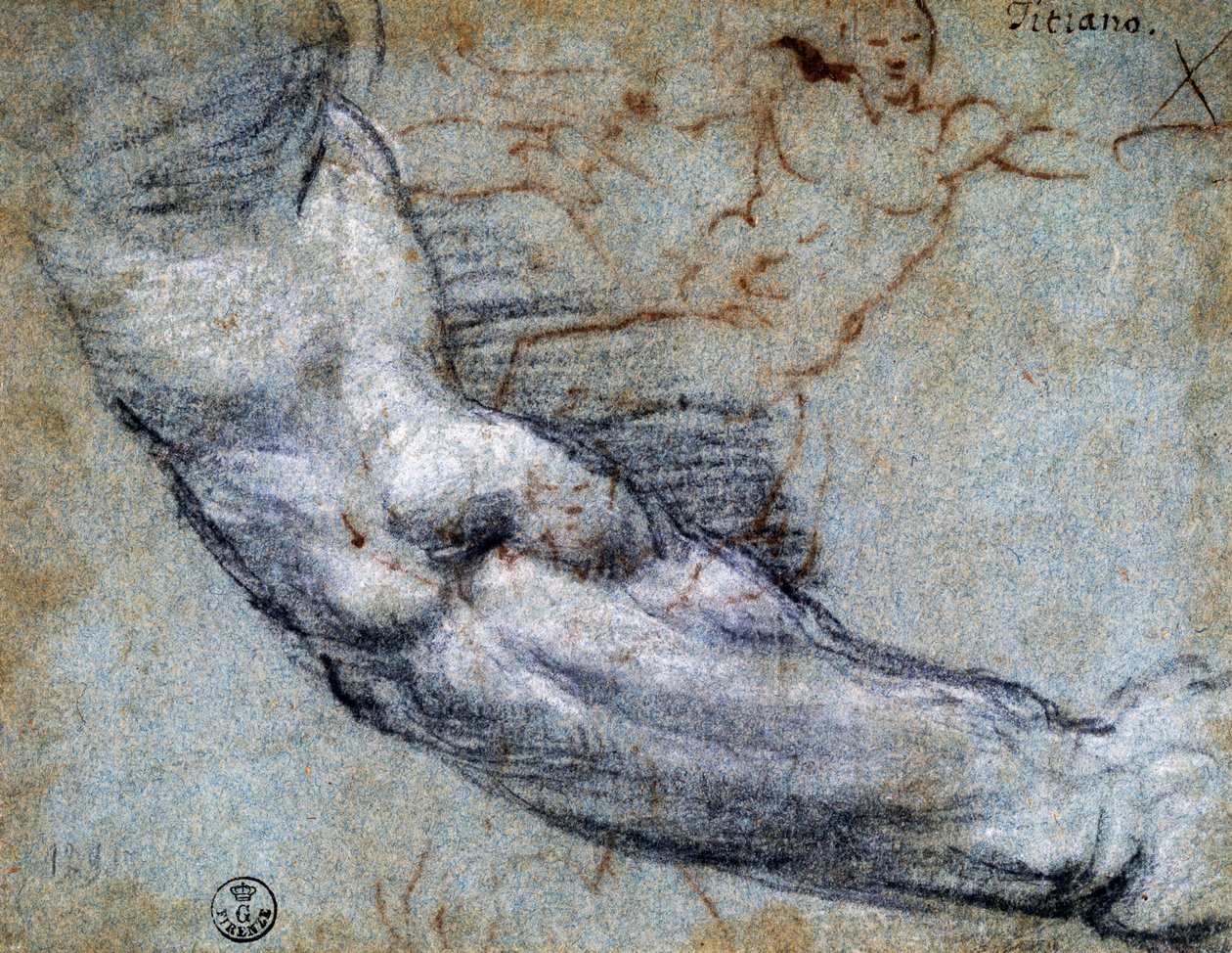 Studie av arm, av Titian (ca 1488-1576), tegning av Titian (c.1488 1576)