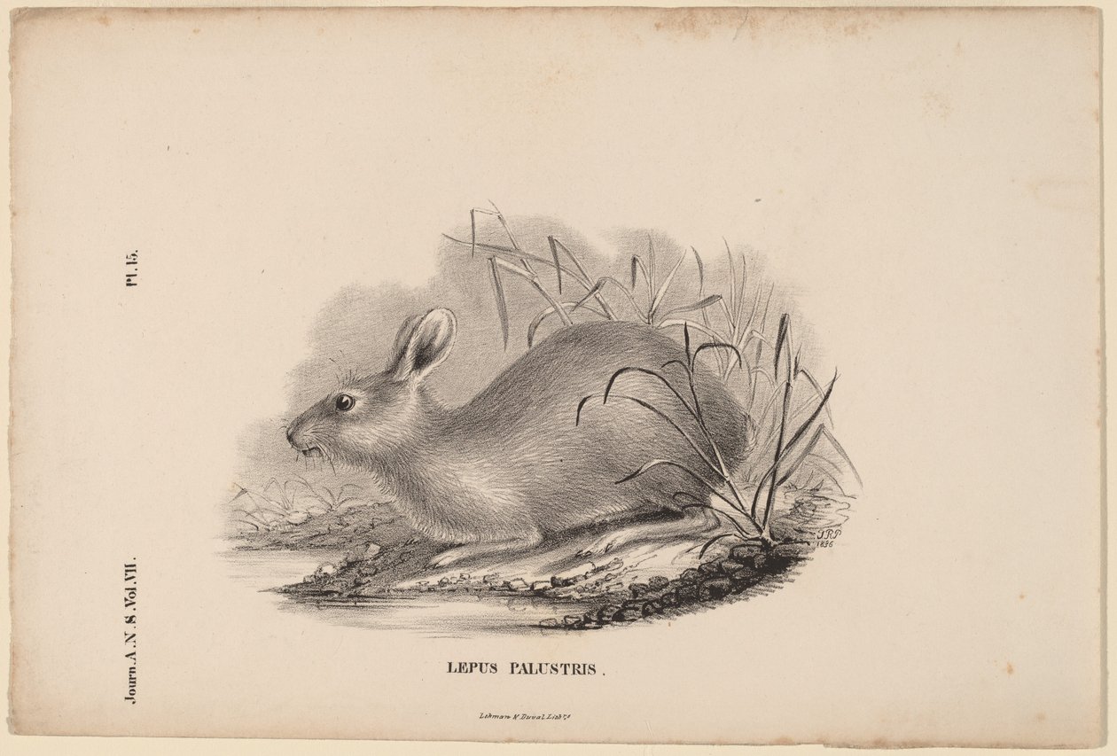 Sumphare av Titian Ramsay Peale