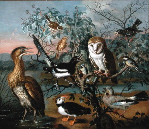 A Concert of Birds: en Lundefugl, Jay, Pullover, Bittern, Starling, Magpie, Yellowhammer, Red Bunting and Barn Owl (olje på lerret) av Trajan Hughes