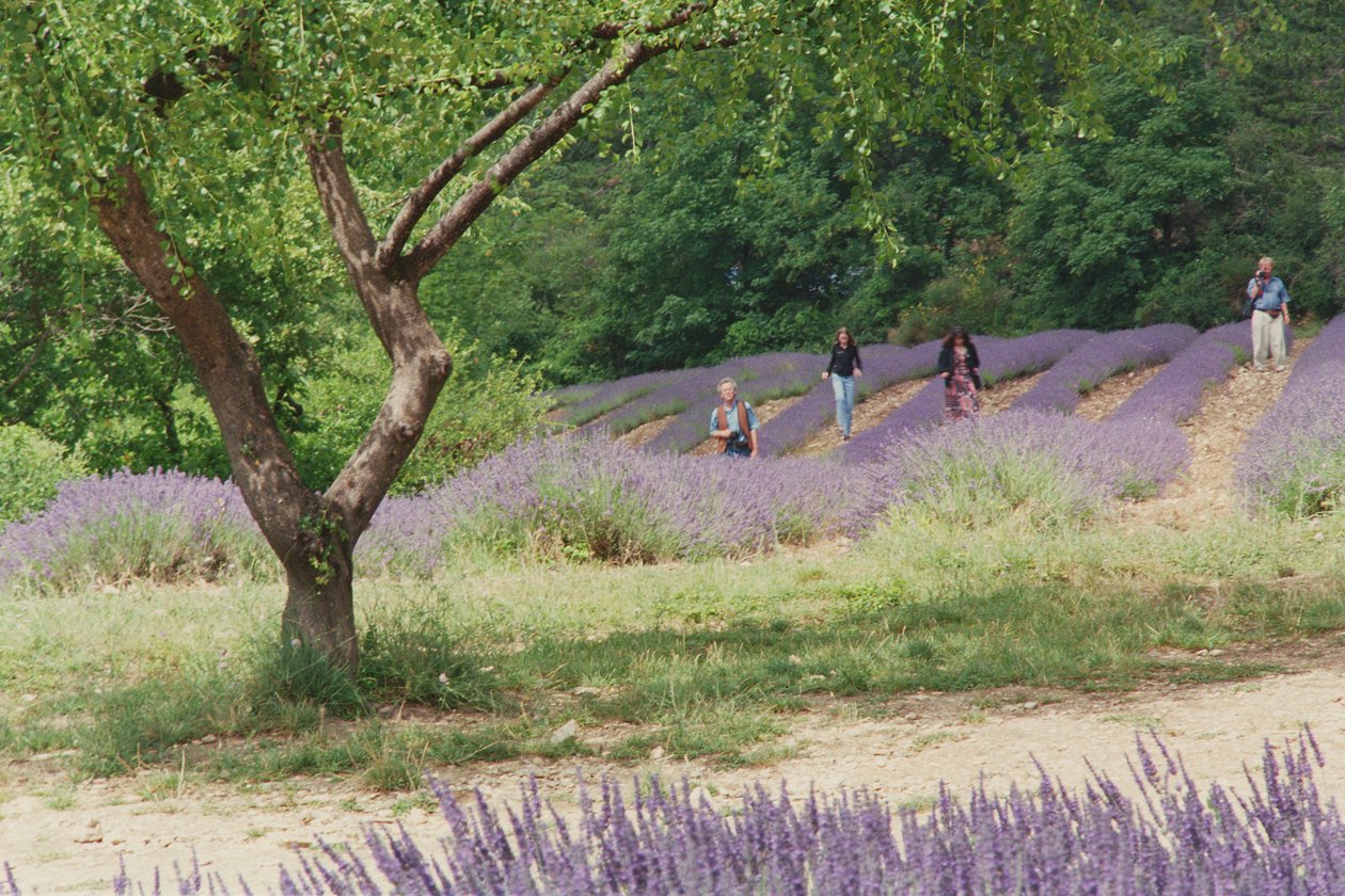 Tre i lavendelfeltet, på eiendommen til Abbaye Senanque, Provence, Frankrike, 1999 av Trevor Neal