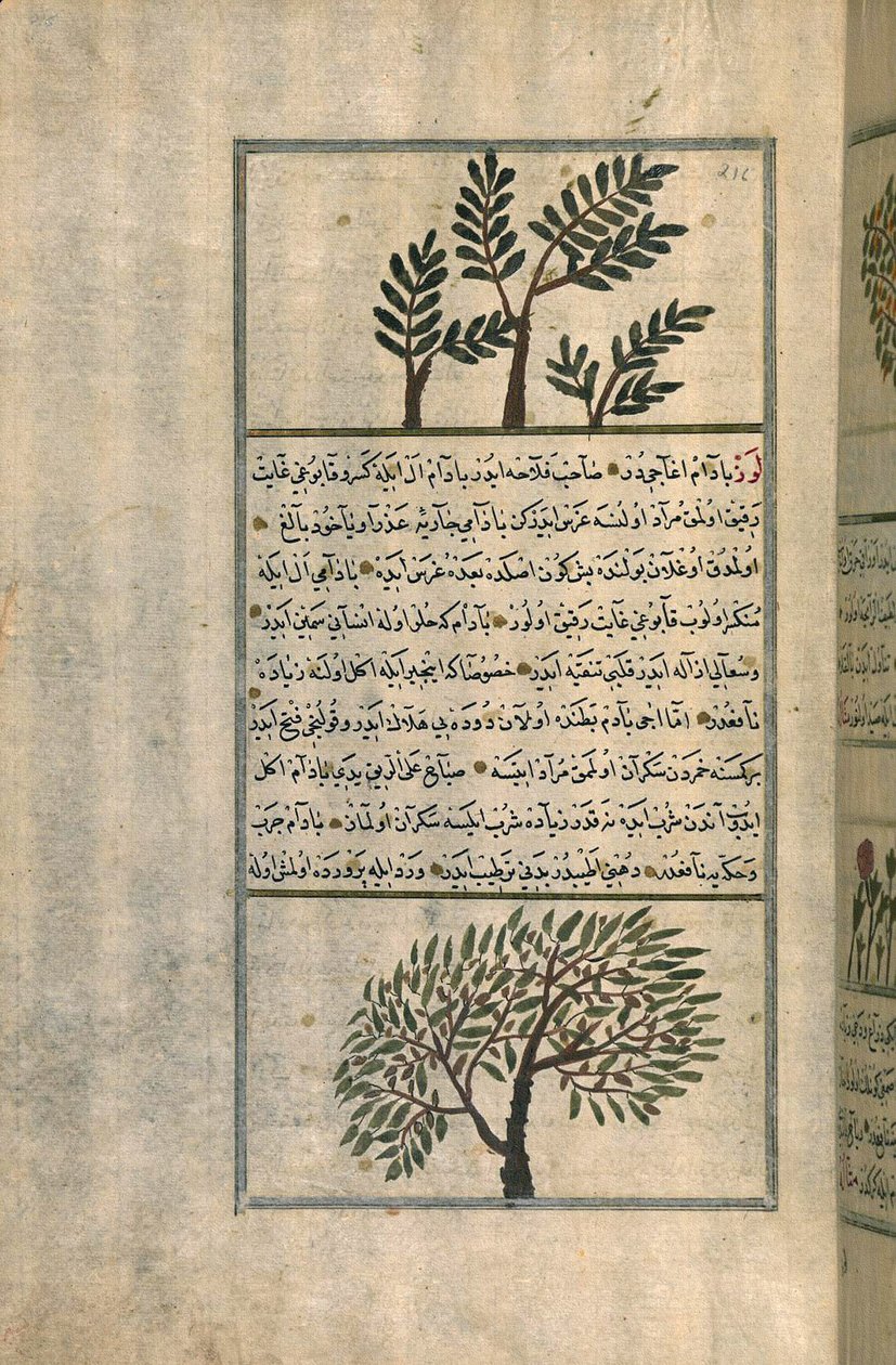 Et røkelsestre over et mandeltre, etter en avhandling av Zakariya ibn Muhammad al-Qazwini (blekk og pigmenter på europeisk lagt papir) av Turkish School