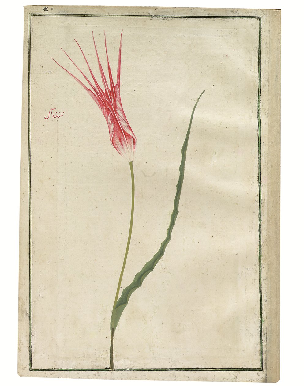 'Nazende-Âl' (Foraktelig crimson), rød og kremfarget tulipan, ca. 1725 (akvarell- og kroppsfargetegning) av Turkish School